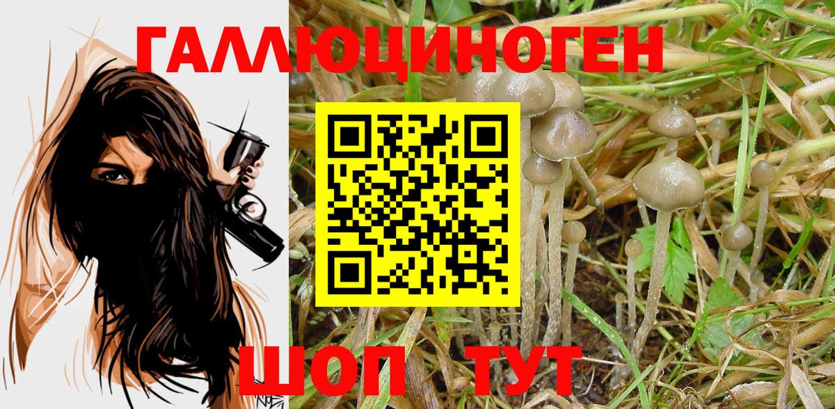 где можно купить   Вход с VPN  Холмск  Псилоцибиновые грибы GOLDEN TEACHER  Галлюциногенные грибы Psilocybe 